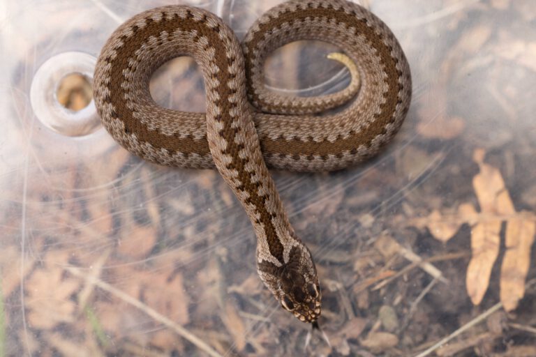 Stefan Suittenpointner, Naland, Naturschutz, Artenschutz, Ökologische Baubegleitung, Biotopkartierung,Vipera berus, Kreuzotter